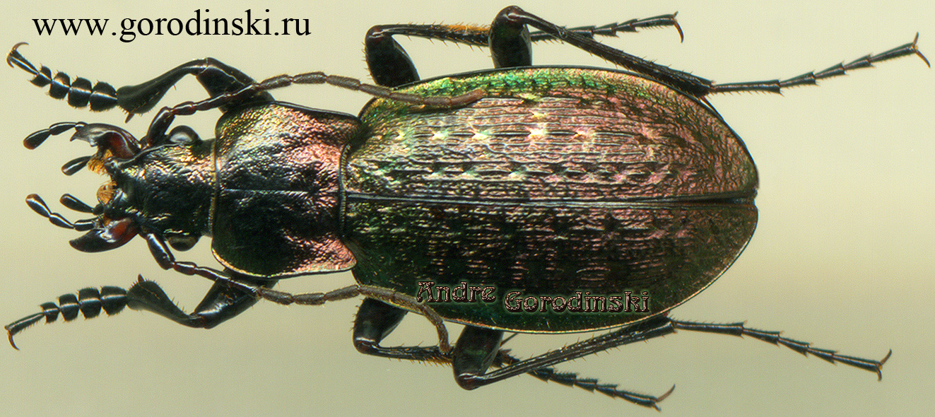 http://www.gorodinski.ru/carabus/Rhigocarabus rhododendron.jpg